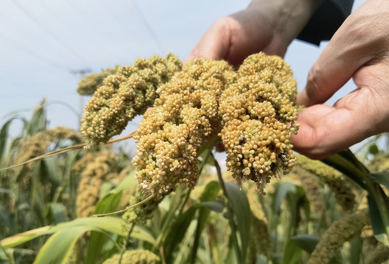 追溯万年驯化史 我国科学家破解谷子的基因密码 — 新京报