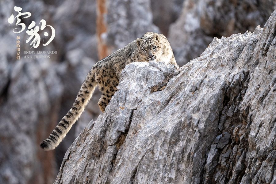 电影雪豹和她的朋友们发预告8月4日上映