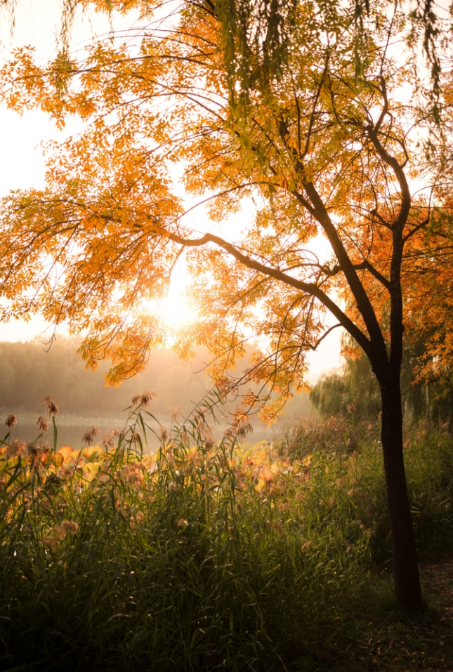 秋末冬初亮马河景如画意正浓