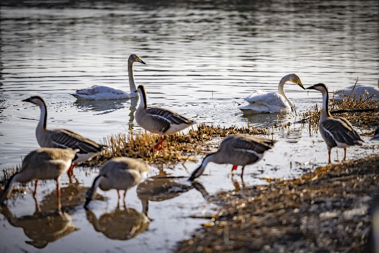 野生大天鹅做客奥森公园
