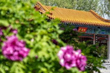 北京世园公园牡丹文化节将持续至5月中旬