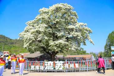 580岁古流苏树盛开，本周末将举办苏家峪村流苏花间集活动
