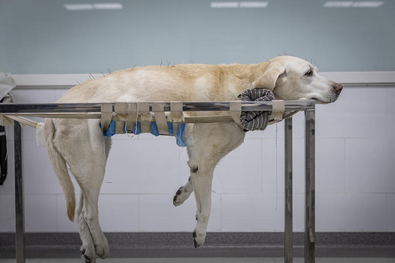 揭秘｜宠物针灸治疗 — 新京报