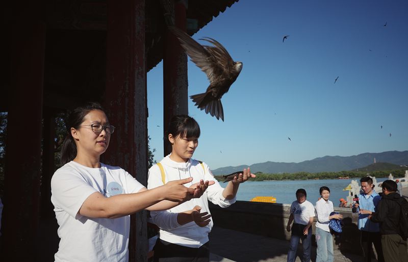 环志时收集食团,科研人员将探究北京雨燕"爱吃啥" — 新京报