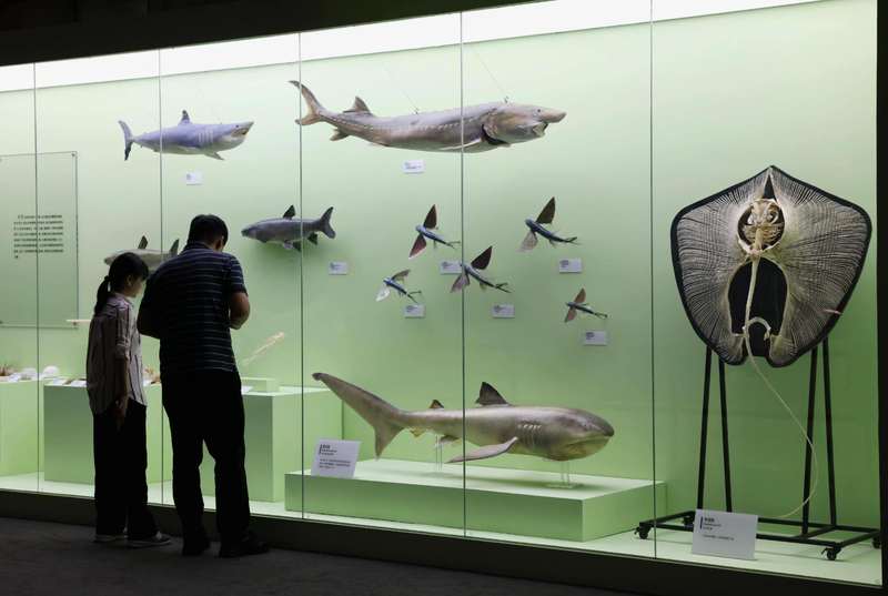 国家自然博物馆新增馆藏精品展开幕,今日延长晚间开放至21点