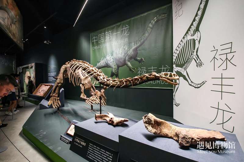 恐龙化石特展在京开幕,展出超500件珍贵古生物化石