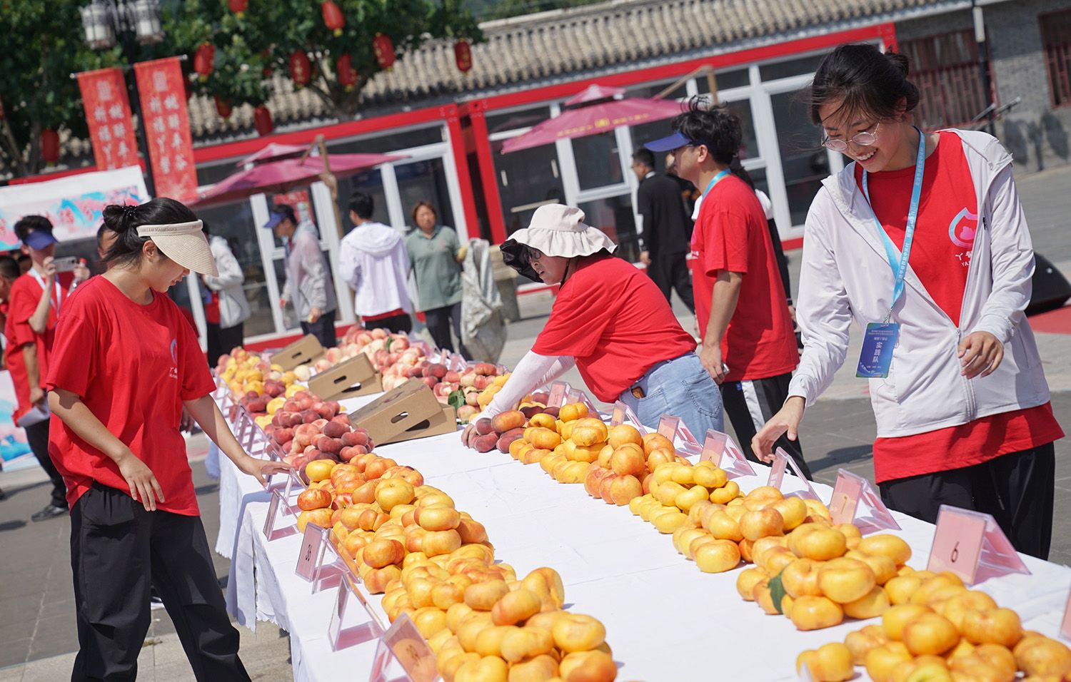 "甜桃王"擂台赛,平谷刘家店镇举办丫髻山蟠桃盛会