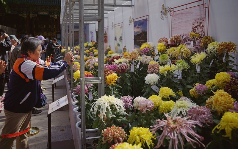 北海公園菊花展の見どころの菊は何ですか？記者訪問 — 北京ニュース