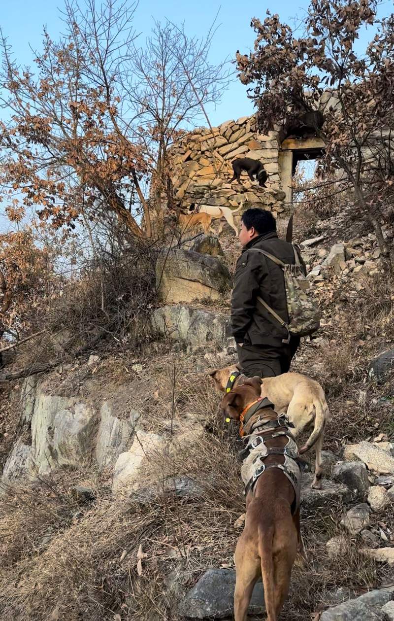 对于话野猪狩猎队队长：期待与野猪调以及相处 — 新京报