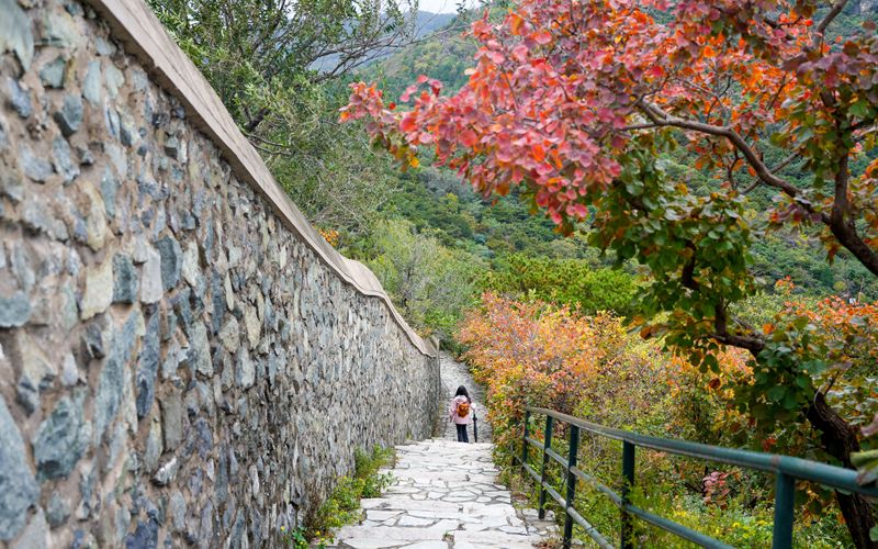 香山紅葉祭りが最初の観光客のピーク日を迎え、紅葉の20％近くが色づき始めた — 北京ニュース