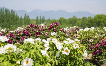 延慶大榆樹鎮(zhèn)100余萬(wàn)株牡丹綻放，賞花期將持續(xù)至5月20日
