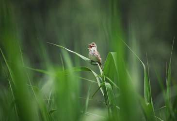 300余種鳥類棲息 奧森成為京城觀鳥“寶藏地”