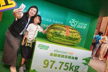 195.5斤，北京大興西瓜節(jié)“瓜王”重量破紀錄