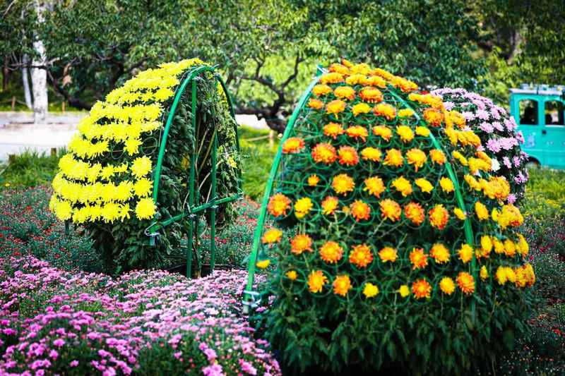 国家植物园菊花展启幕，首次推出大立菊剖面科普展示 — 新京报