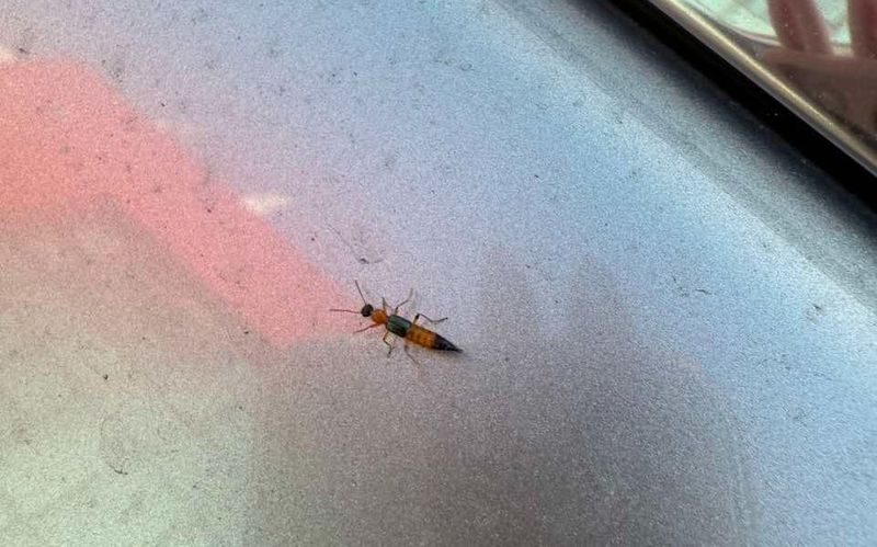 北京居民家中出现“会飞的硫酸”虫，专家支招如何防灼伤 — 新京报