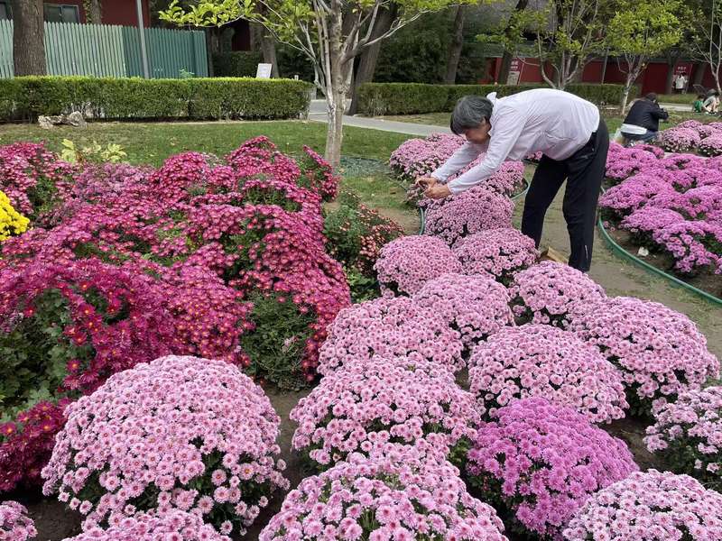 长假的北京“有谁在”？体育明星、公园秋景拉满假日文旅消费氛围 — 新京报