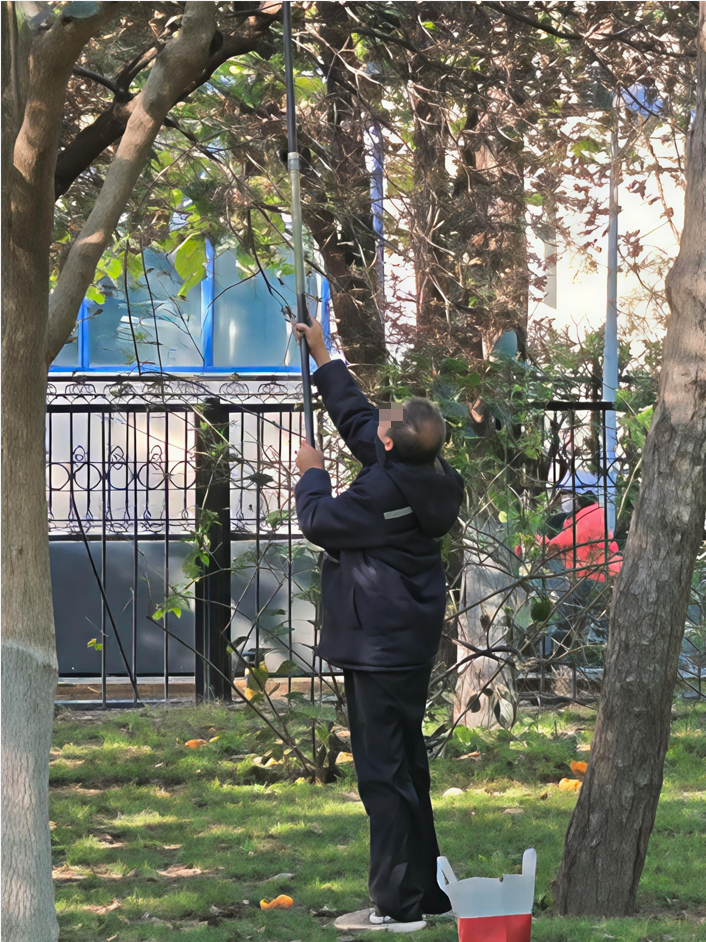 地坛公园柿子树遭“暴力”采摘，市民劝阻：“地坛不是你家果园” — 新京报