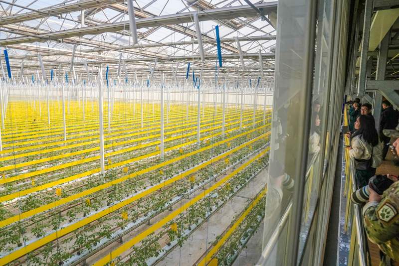 大兴庞各庄西瓜小镇建设提速，2025花宠季下周开幕 — 新京报