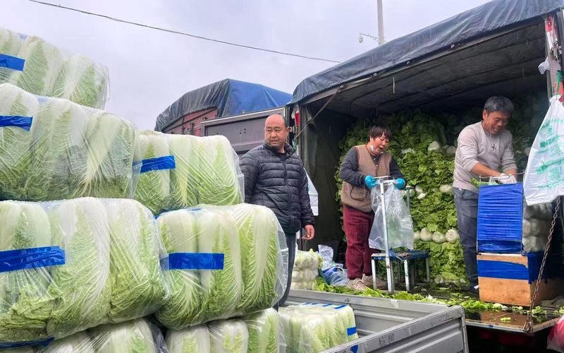 北京新发地冬储大白菜上市，日均交易量上千吨 — 新京报
