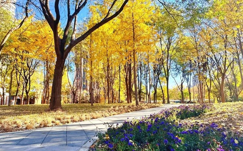 大兴区首个“花园示范街区”与4条“城市画廊”亮相 — 新京报