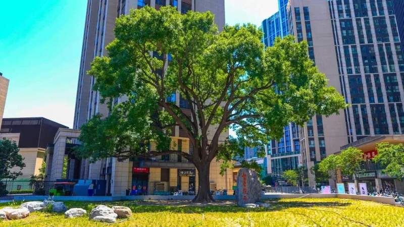 守护“绿色国宝”，通州新添两处古树生境花园 — 新京报