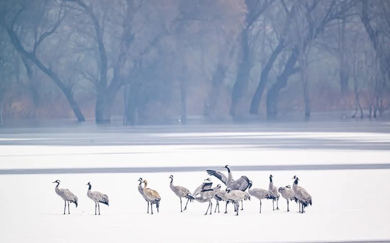 16只灰鹤罕见组团在顺义“歇脚” — 新京报