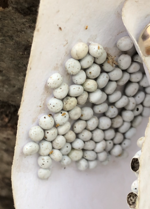 树上密密麻麻的白色卵壳是什么？公园提醒：防治用，不要摘 — 新京报