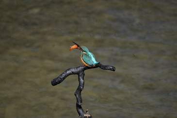 红领巾桥翠鸟成景，诱拍行为不可取