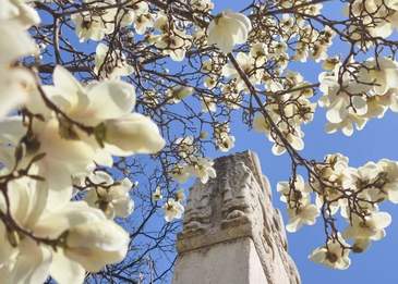 春满京城｜报国寺玉兰盛放醉游人