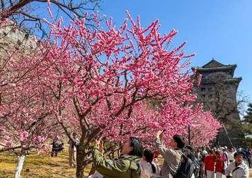 春满京城｜明城墙遗址公园千株梅花盛开
