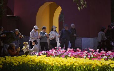 中山公园18万株郁金香打造室外花海