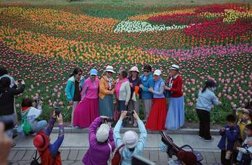 春满京城 | 郁金香如锦缎铺地，国家植物园迎赏花客流高峰