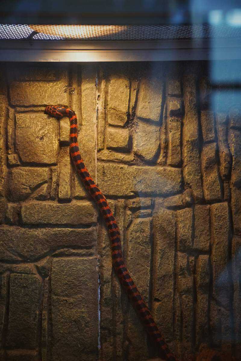 龙潭中湖拍到蛇出没，为无毒蛇，园方加强巡逻丨有事儿@新京报 — 新京报