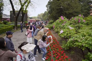 春满京城 | 景山公园“牡丹路”，九大色系、十大花型一应俱全