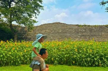 明城墙遗址公园向日葵迎来盛花期