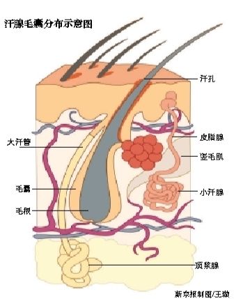 医用脱毛剂怎么用止汗剂脱毛膏对汗腺毛囊无致病影响_https://www.jmylbn.com_新闻资讯_第2张